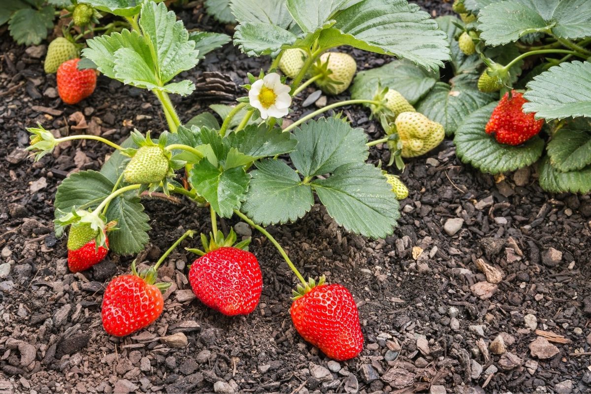 How to Grow Strawberries From Runners The Seed Collection